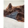 Image 14 : Big Alaskan Costal Brown Bear Rug Taxidermy