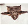 Image 1 : Big Alaskan Costal Brown Bear Rug Taxidermy