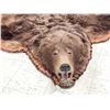 Image 2 : Big Alaskan Costal Brown Bear Rug Taxidermy
