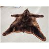 Image 7 : Big Alaskan Costal Brown Bear Rug Taxidermy