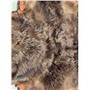 Image 8 : Big Alaskan Costal Brown Bear Rug Taxidermy