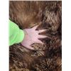 Image 9 : Big Alaskan Costal Brown Bear Rug Taxidermy
