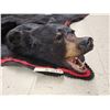 Image 7 : NICE Black Bear Rug Taxidermy