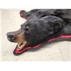 Image 8 : NICE Black Bear Rug Taxidermy