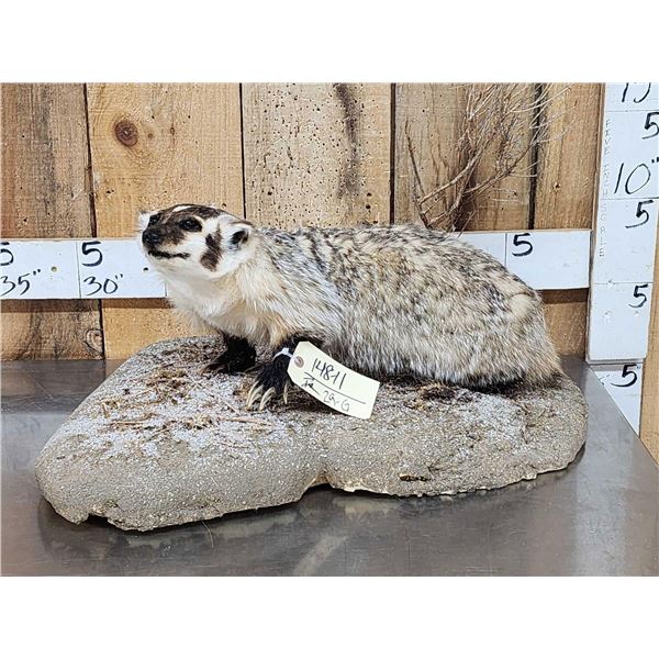 Badger Full Body Taxidermy Mount