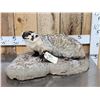 Image 1 : Badger Full Body Taxidermy Mount