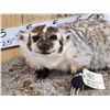 Image 2 : Badger Full Body Taxidermy Mount