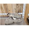 Image 3 : Badger Full Body Taxidermy Mount