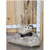 Image 4 : Badger Full Body Taxidermy Mount