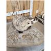 Image 5 : Badger Full Body Taxidermy Mount