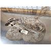 Image 6 : Badger Full Body Taxidermy Mount