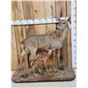 Image 1 : Whitetail Doe & Fawn Full Body Taxidermy Mount