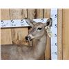 Image 2 : Whitetail Doe & Fawn Full Body Taxidermy Mount