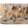 Image 3 : Whitetail Doe & Fawn Full Body Taxidermy Mount