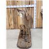 Image 4 : Whitetail Doe & Fawn Full Body Taxidermy Mount