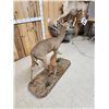 Image 5 : Whitetail Doe & Fawn Full Body Taxidermy Mount