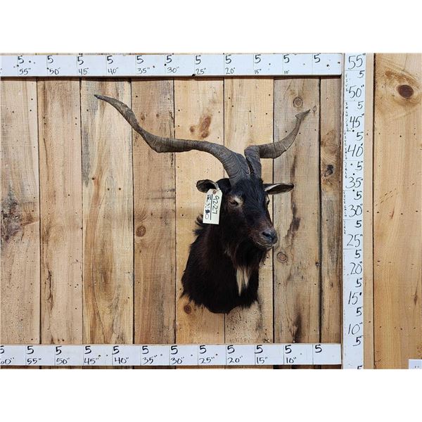 Black Catalina Feral Goat Shoulder Mount Taxidermy