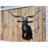 Image 2 : Black Catalina Feral Goat Shoulder Mount Taxidermy