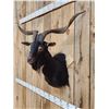 Image 3 : Black Catalina Feral Goat Shoulder Mount Taxidermy