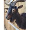 Image 4 : Black Catalina Feral Goat Shoulder Mount Taxidermy