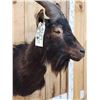 Image 5 : Black Catalina Feral Goat Shoulder Mount Taxidermy
