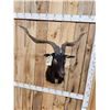 Image 6 : Black Catalina Feral Goat Shoulder Mount Taxidermy