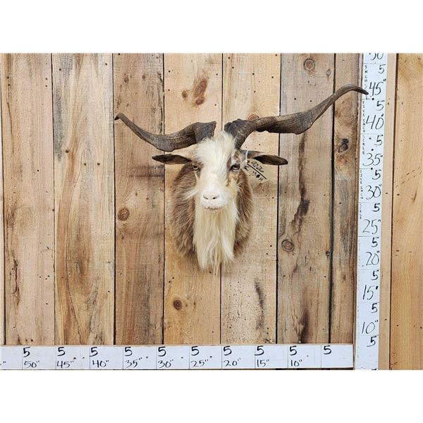 Feral Goat Shoulder Mount Taxidermy