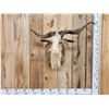 Image 1 : Feral Goat Shoulder Mount Taxidermy