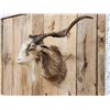 Image 2 : Feral Goat Shoulder Mount Taxidermy