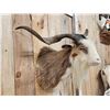 Image 3 : Feral Goat Shoulder Mount Taxidermy