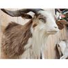 Image 4 : Feral Goat Shoulder Mount Taxidermy