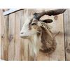 Image 5 : Feral Goat Shoulder Mount Taxidermy