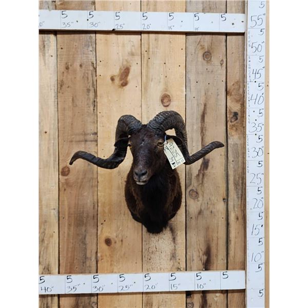 Hawaiian Cross Ram Sheep Shoulder Mount Taxidermy