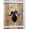 Image 1 : Hawaiian Cross Ram Sheep Shoulder Mount Taxidermy