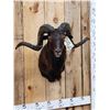Image 2 : Hawaiian Cross Ram Sheep Shoulder Mount Taxidermy