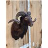 Image 3 : Hawaiian Cross Ram Sheep Shoulder Mount Taxidermy