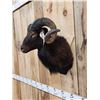 Image 4 : Hawaiian Cross Ram Sheep Shoulder Mount Taxidermy