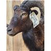 Image 5 : Hawaiian Cross Ram Sheep Shoulder Mount Taxidermy