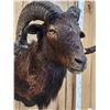 Image 6 : Hawaiian Cross Ram Sheep Shoulder Mount Taxidermy