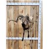 Image 1 : Monster Hawaiian Cross Ram Sheep Shoulder Mount Taxidermy