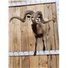 Image 2 : Monster Hawaiian Cross Ram Sheep Shoulder Mount Taxidermy