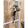 Image 3 : Monster Hawaiian Cross Ram Sheep Shoulder Mount Taxidermy