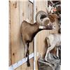 Image 4 : Monster Hawaiian Cross Ram Sheep Shoulder Mount Taxidermy