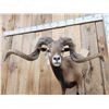 Image 5 : Monster Hawaiian Cross Ram Sheep Shoulder Mount Taxidermy
