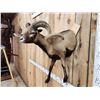 Image 6 : Monster Hawaiian Cross Ram Sheep Shoulder Mount Taxidermy
