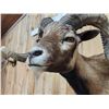 Image 7 : Monster Hawaiian Cross Ram Sheep Shoulder Mount Taxidermy