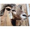 Image 8 : Monster Hawaiian Cross Ram Sheep Shoulder Mount Taxidermy