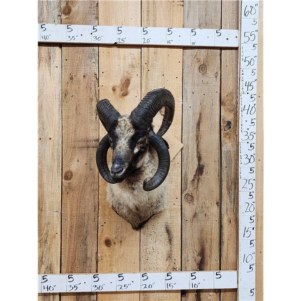 Jacob's 4 Horn Sheep Shoulder Mount Taxidermy