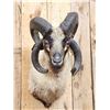 Image 2 : Jacob's 4 Horn Sheep Shoulder Mount Taxidermy