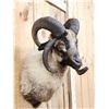 Image 3 : Jacob's 4 Horn Sheep Shoulder Mount Taxidermy
